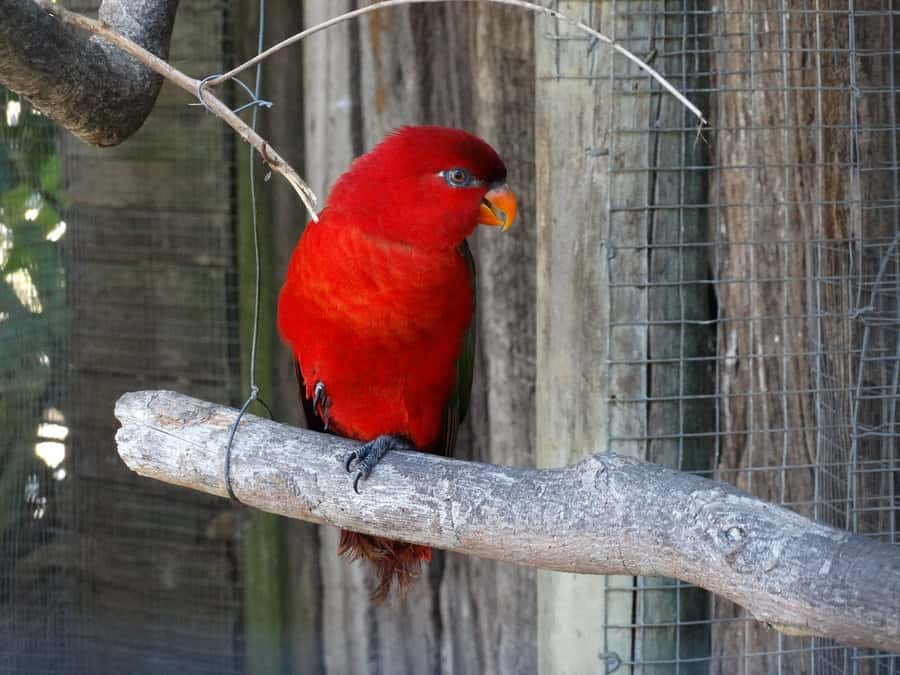 Cape Town: World of Birds & Animal Sanctuary - World of Birds in Hout Bay: What This Place Is Really Like
