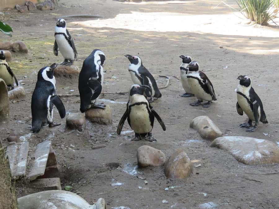 Cape Town: World of Birds & Animal Sanctuary - Magic Forest and the Parrot Moments That Feel Personal