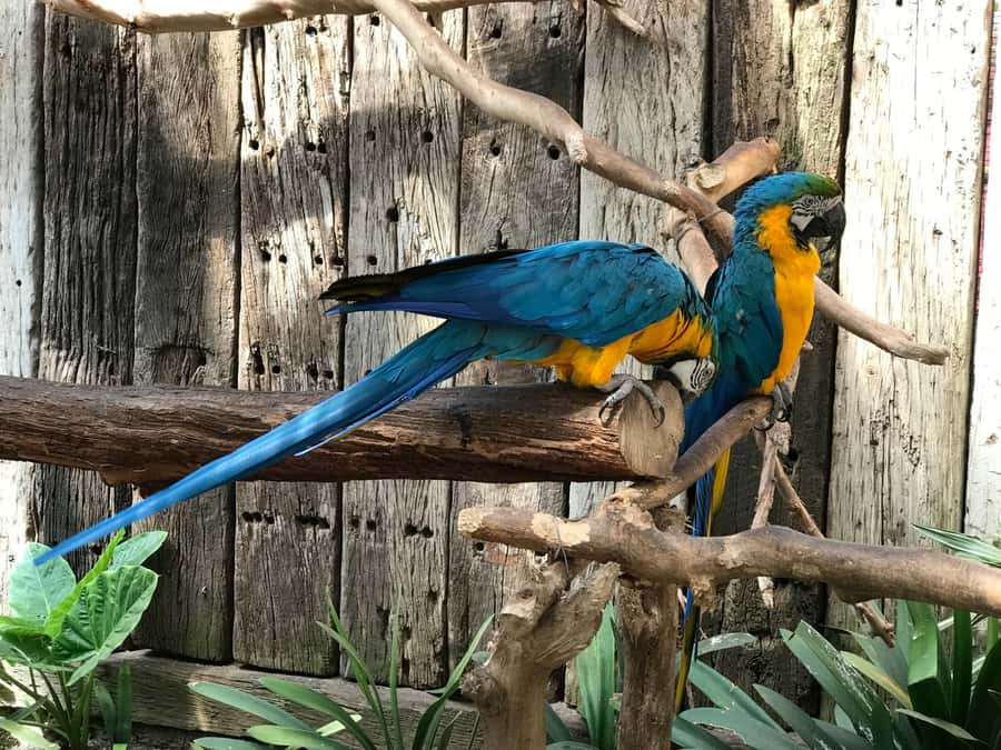 Cape Town: World of Birds & Animal Sanctuary - Beyond Birds: Baboons, Meerkats, Porcupines, and Reptiles