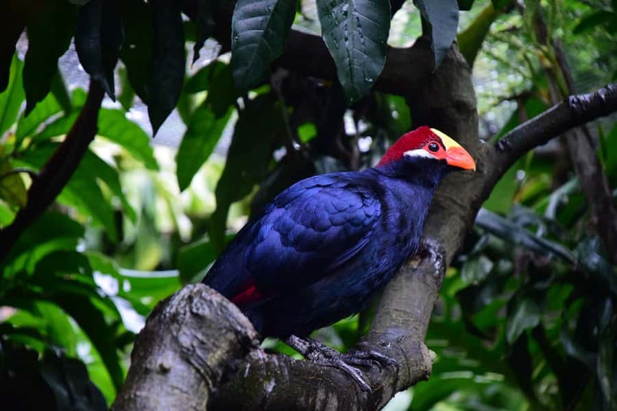 Cape Town: World of Birds & Animal Sanctuary - The 100 Walk-Through Aviaries: How to Spot Eagles, Flamingos, and More