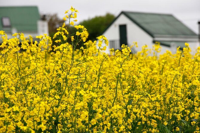 Cape West Coast Flower Tour - The wildflower farm town stop: flexible time with your guide