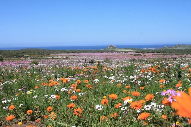 Cape West Coast Flower Tour - Price and value: why $168.03 can feel fair here