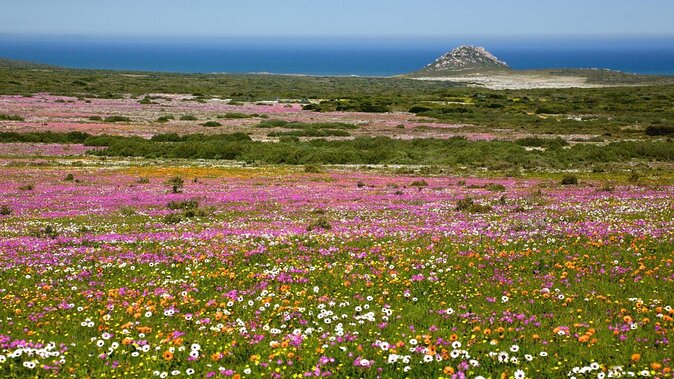 Cape West Coast Flower Tour - West Coast National Park stop: dunes, wetlands, and wildlife time