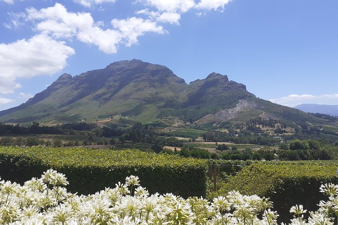 Cape Winelands and Wine Tasting Full Day Tour - Marianne Wine Estate in Stellenbosch: A Personal Touch and a Biltong Pairing Idea