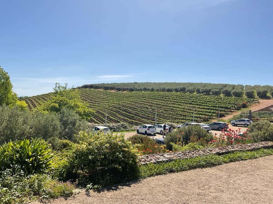 Cape Winelands Experience: Paarl, Stellenbosch & Franschhoek - Who This Tour Is Best For, and Who Might Prefer Another Plan