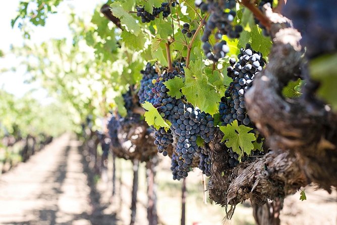 Cape Winelands shared day tour from Cape Town to Stellenbosch and Franschhoek - Stellenbosch town orientation in 30 minutes, plus University context