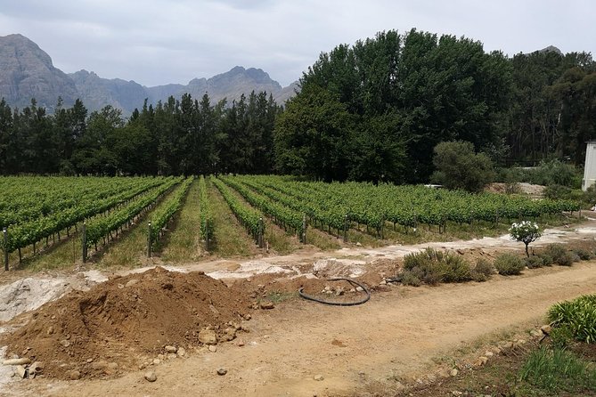 Cape Winelands Stellenbosch Franschhoek Paarl Tour from Cape Town - Why this Cape Winelands loop works from Cape Town