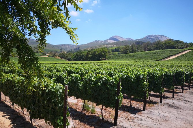 Cape Winelands Stellenbosch Franschhoek Paarl Tour from Cape Town - The wine and cheese tastings, and what you should budget
