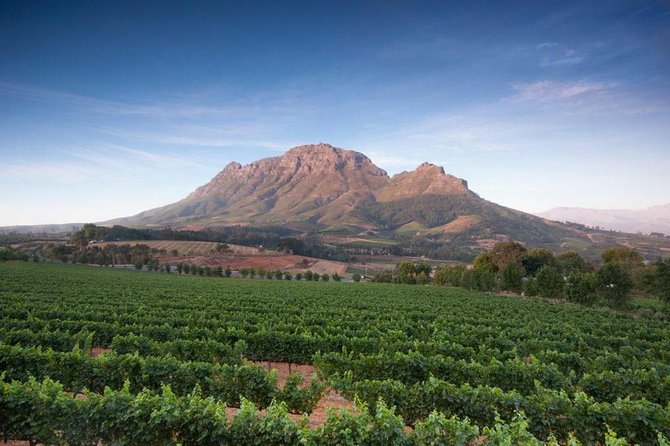 Cape Winelands Tour - Stellenbosch: cellar tour and tastings with a “know what you are seeing” guide