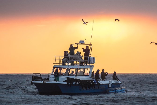 CapeTown: Shark Cage Diving Experience with Scuba - Species odds in plain language: Bronze Whalers, Mako, Blue, and Great Whites