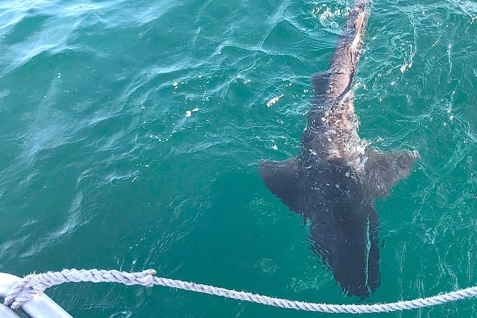 CapeTown: Shark Cage Diving Experience with Scuba - Sea sickness and anxiety: common realities, and how to handle them