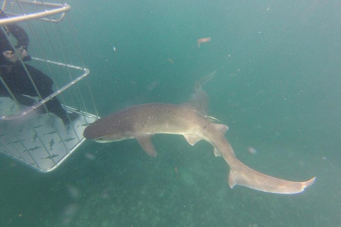 CapeTown: Shark Cage Diving Experience with Scuba - Your time in the water: gear, cold, and staying comfortable