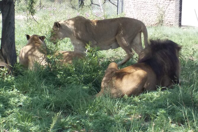 Captivating Safari Lion Park Experience (Half Day Guided Tour) - Why This Half-Day Safari Works in Johannesburg
