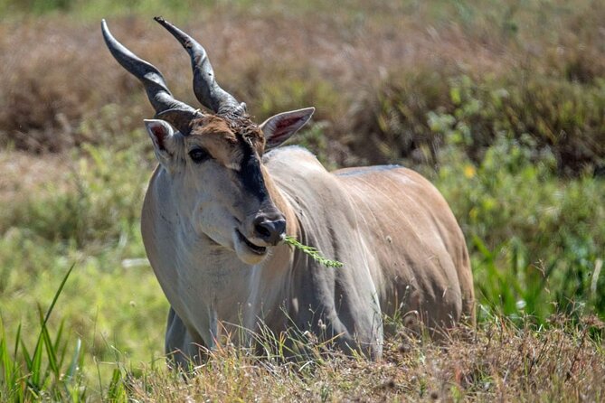 Captivating Safari Lion Park Experience (Half Day Guided Tour) - Inside the Park: Lions, Cheetahs, and Wild Dogs