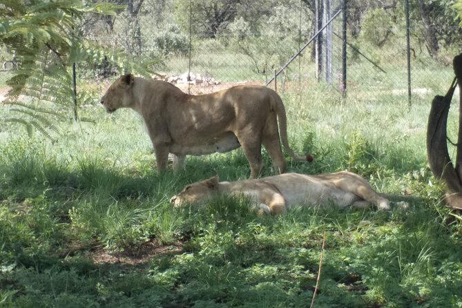Captivating Safari Lion Park Experience (Half Day Guided Tour) - Photo Tips: How to Get Great Shots on a Park Safari