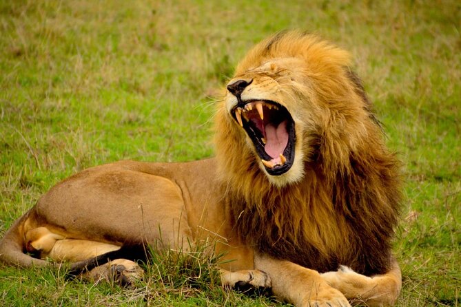 Captivating Safari Lion Park Experience (Half Day Guided Tour) - The One Stop That Runs the Whole Day