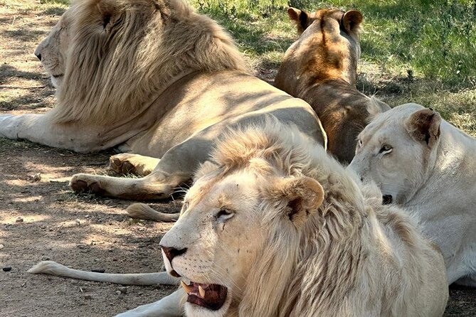 Captivating Safari Lion Park Experience (Half Day Guided Tour) - Close-Up Animal Moments, Feeding Days, and What Is Realistic