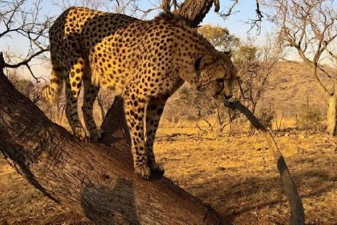 Captivating Safari Lion Park Experience (Half Day Guided Tour) - Getting to Safari Lion Park in an Air-Conditioned Vehicle
