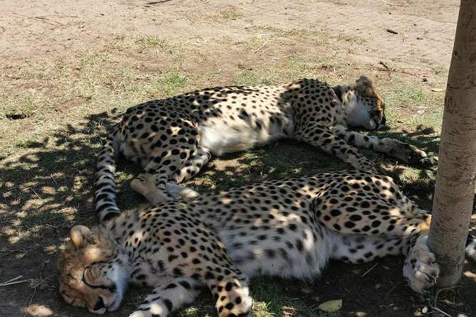 Cheetah Outreach Tour Somerset West, Gordon's Bay and Strand Beaches - Key highlights at a glance