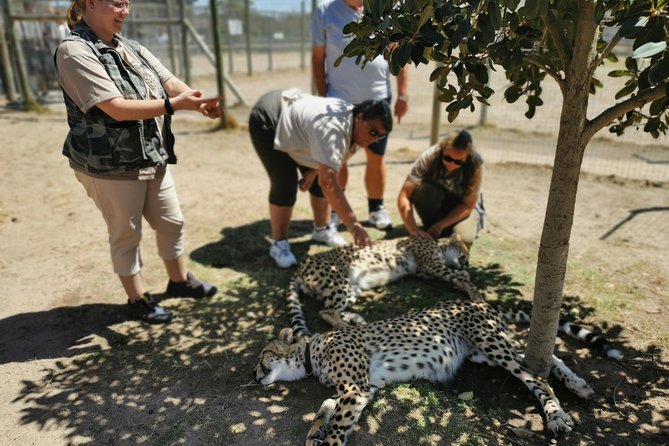 Cheetah Outreach Tour Somerset West, Gordon's Bay and Strand Beaches - Why this Cape Town day feels efficient: cheetahs plus two beach stops