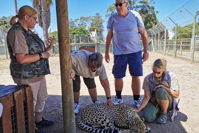 Cheetah Outreach Tour Somerset West, Gordon's Bay and Strand Beaches - Transport, timing, and on-board comfort