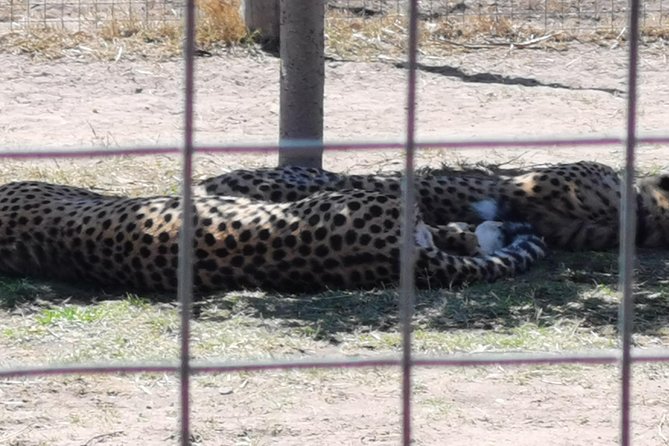 Cheetah Outreach Tour Somerset West, Gordon's Bay and Strand Beaches - What to pack and how to make the most of the day