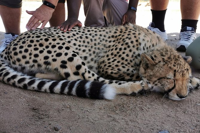 Cheetah Outreach Tour Somerset West, Gordon's Bay and Strand Beaches - Price and what you pay extra for at Cheetah Outreach