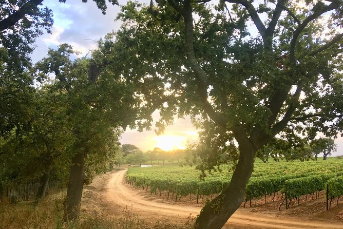 Constantia Hidden Gem Cycle Half Day - Private Tour - Vineyard stops you can expect, and how to choose what matters