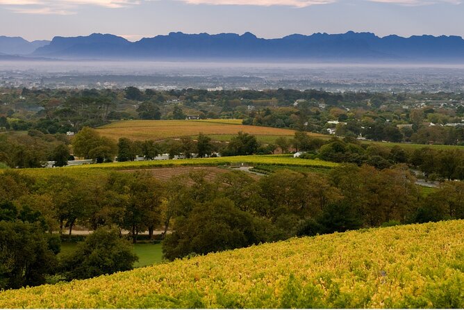 Constantia Hidden Gem Cycle Half Day - Private Tour - Cellar tour and tastings: where the experience earns its value