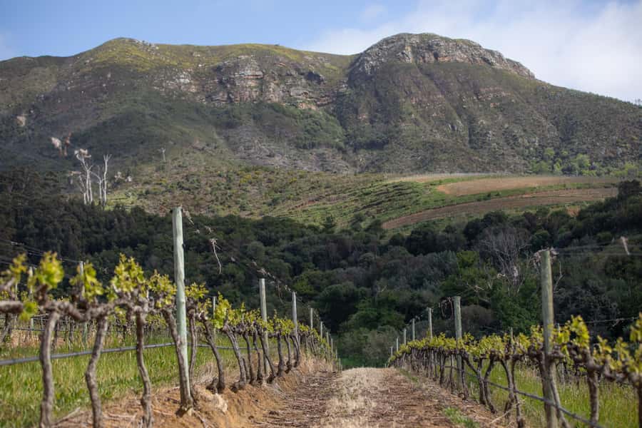 Constantia: Wine Walk with Lunch and Enchanting Stories - Klein Constantia: vineyard trail walking and 45 minutes of tasting