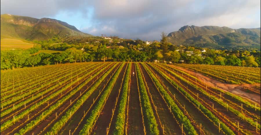 Constantia: Wine Walk with Lunch and Enchanting Stories - How the tastings and snack stops fit together