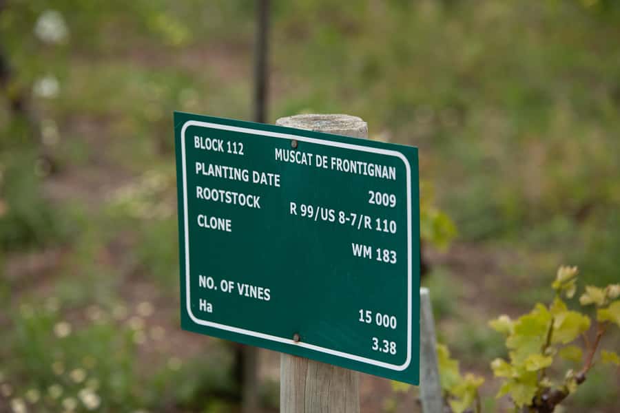 Constantia: Wine Walk with Lunch and Enchanting Stories - Who should book this wine walk with lunch