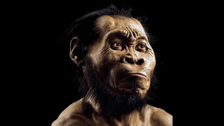 Cradle of Humankind and Sterkfontein Caves Half-Day Tour - Pickup, drive time, and the half-day rhythm