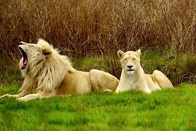 Cradle of Humankind, Caves or Maropeng, Rhino and Lion Park - Key Points to Know Before You Go