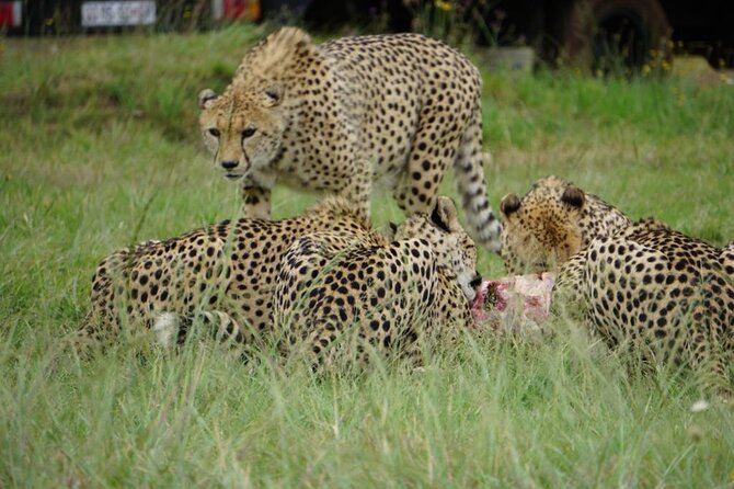Cradle of Humankind, Caves or Maropeng, Rhino and Lion Park - Rhino and Lion Nature Reserve: Why This Drive Feels Different