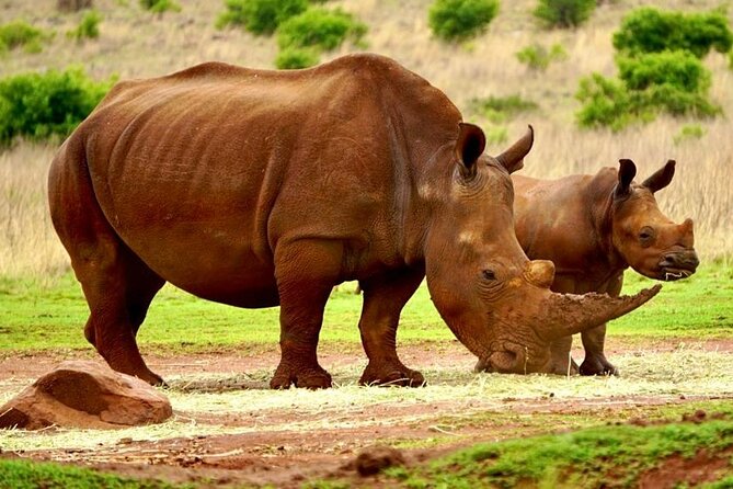 Cradle of Humankind, Caves or Maropeng, Rhino and Lion Park - Price and Value: What You Are Really Paying For