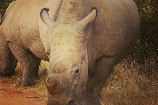 Cradle of Humankind, Caves or Maropeng, Rhino and Lion Park - Who This Tour Suits Best