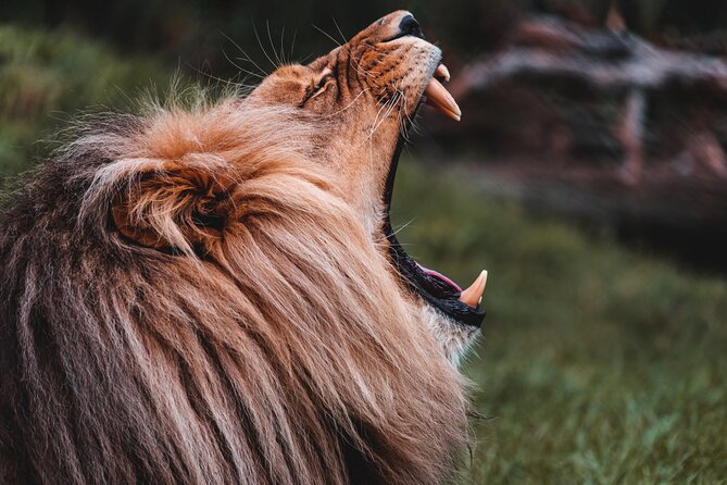 Cradle of Humankind Tour with Lion Safari from Johannesburg - Why the price can feel fair (and when it might not)