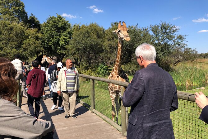 Cradle of Humankind Tour with Lion Safari from Johannesburg - The lion safari drive: what you will see in the first hour