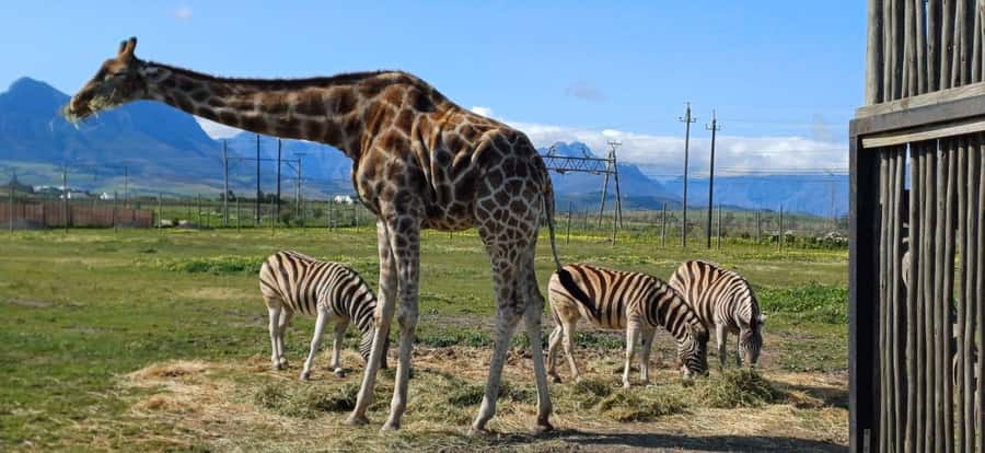 CT:Giraffe house-lions-leopard-tiger and WineTasting - Big cats on a conservation-style property: what to watch for