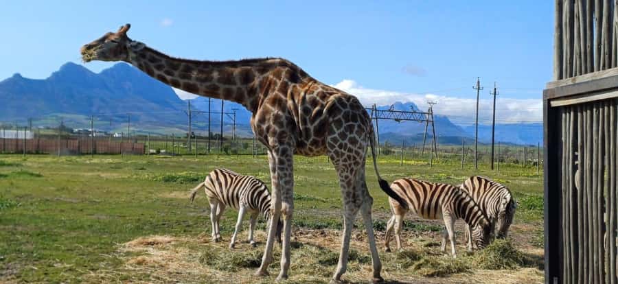 CT:Giraffe house-lions-leopard-tiger and WineTasting - Vredenheim wine tasting in Stellenbosch: classic 6 glasses or premium 3