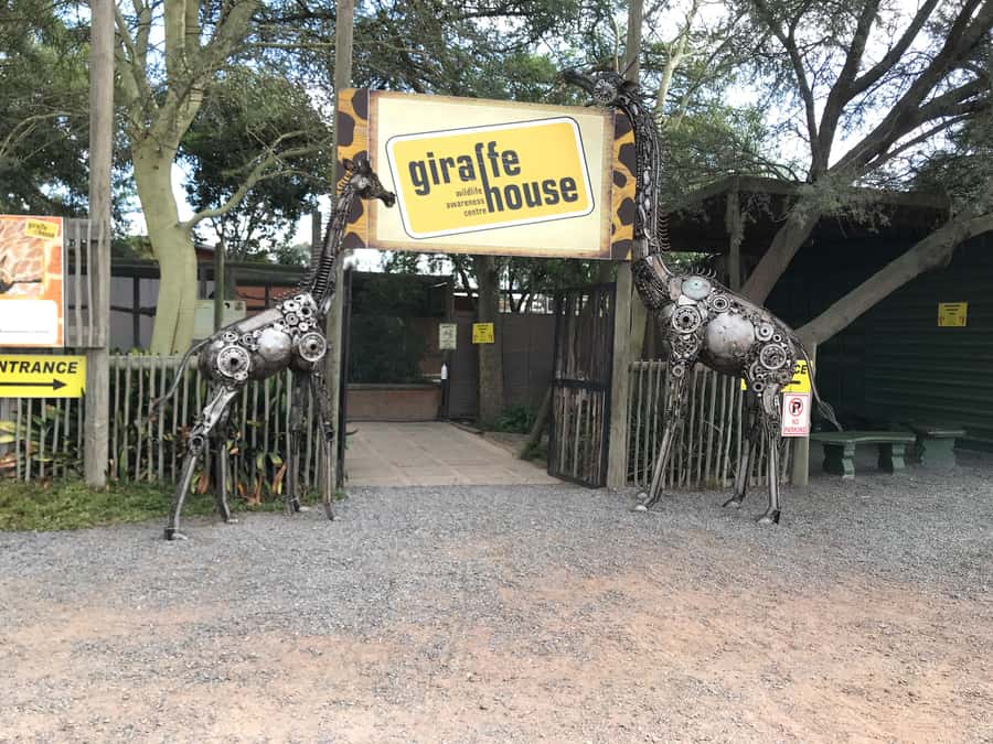 CT:Giraffe house-lions-leopard-tiger and WineTasting - Price and value check for animal lovers and families
