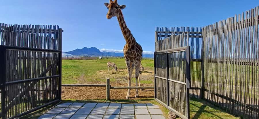 CT:Giraffe house-lions-leopard-tiger and WineTasting - Giraffe House morning: feeding options, farm animals, and kid-friendly energy