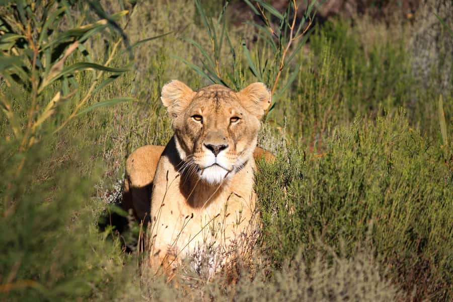 Drakenstein Lion Park Entry Ticket - Key things to know before you go