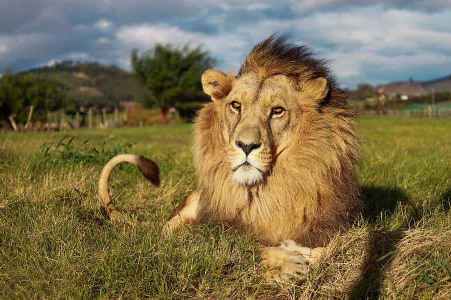 Drakenstein Lion Park Entry Ticket - Drakenstein Lion Park in the Cape Winelands: why this ticket feels different