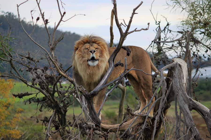 Drakenstein Lion Park Entry Ticket - How your 1-day visit actually plays out on 60 acres