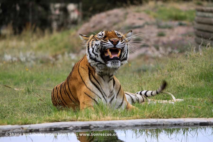 Drakenstein Lion Park Entry Ticket - A fair reality check: what could disappoint you