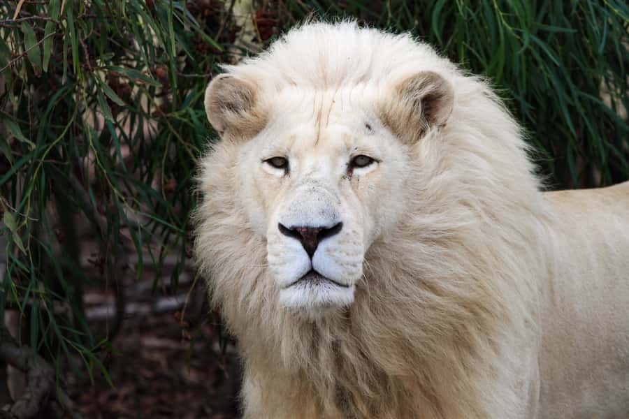 Drakenstein Lion Park Entry Ticket - The rescue sanctuary model: what you should look for, and what Drakenstein does