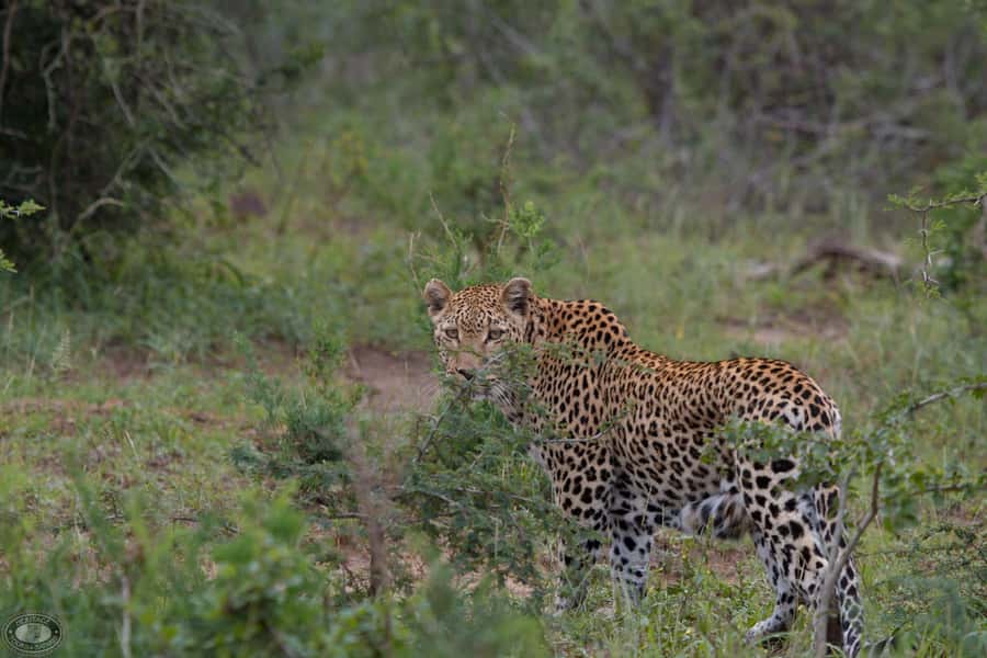 Durban:3 Day Hluhluwe-Imfolozi Park, St Lucia, iSimangaliso - Sunset drive in iSimangaliso: when the light is your best guide
