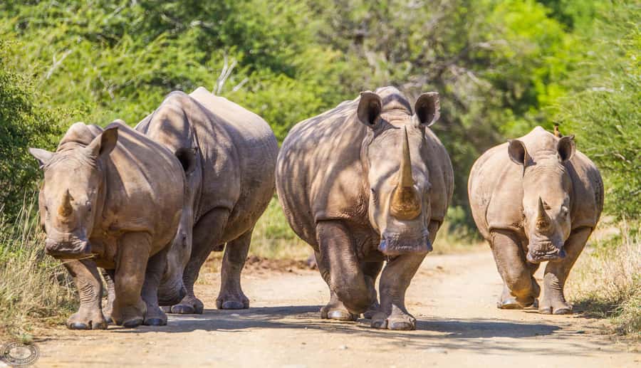 Durban:3 Day Hluhluwe-Imfolozi Park, St Lucia, iSimangaliso - Open game drives and the value of in-house organization